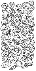 Gertrudiella torquata, mid laminal cells. Drawn from J.E. Beever 99-84b, CHR 611397.
 Image: R.D. Seppelt © R.D.Seppelt All rights reserved